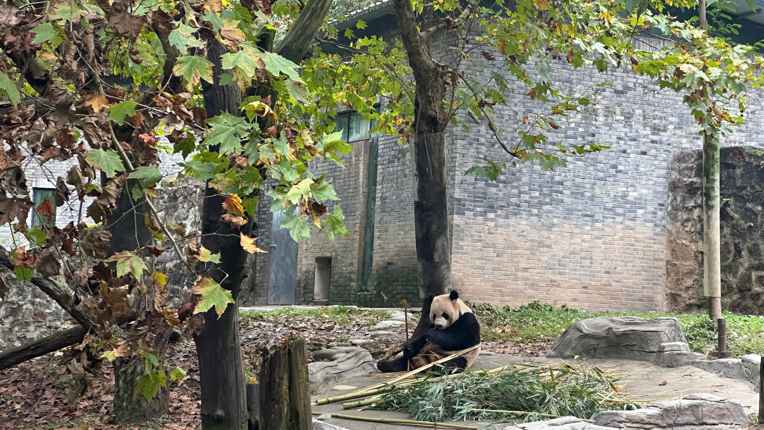 cuu-trai-cau-mua-dong (7)